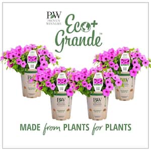 4.25 in. Eco+Grande, Supertunia Vista Jazzberry (Petunia) Live Plant, Purple Flowers (4-Pack)