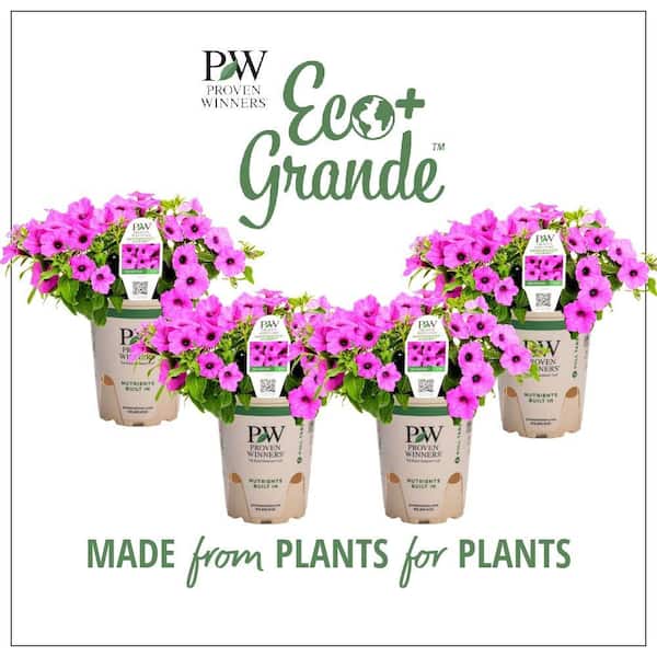 PROVEN WINNERS 4.25 in. Eco+Grande, Supertunia Vista Jazzberry (Petunia) Live Plant, Purple Flowers (4-Pack)