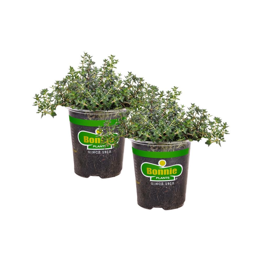 4.5 Inch Purple Thyme Herb Plant 2-Pack
