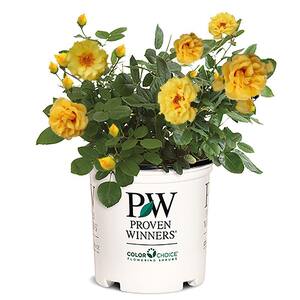 2 Gal. Rise Up Ringo Climbing Rose Plant with Yellow Blooms