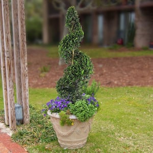 3 gal. Eugenia Spiral Topiary 55 in.