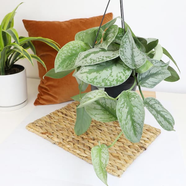 ALTMAN PLANTS 4.25 in. Pothos Golden Petite (Solo) 0872696 - The Home Depot