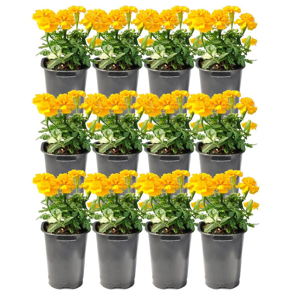 Costa Farms 1 Pt. Orange Marigold Flowers in Grower's Pot (12Pack