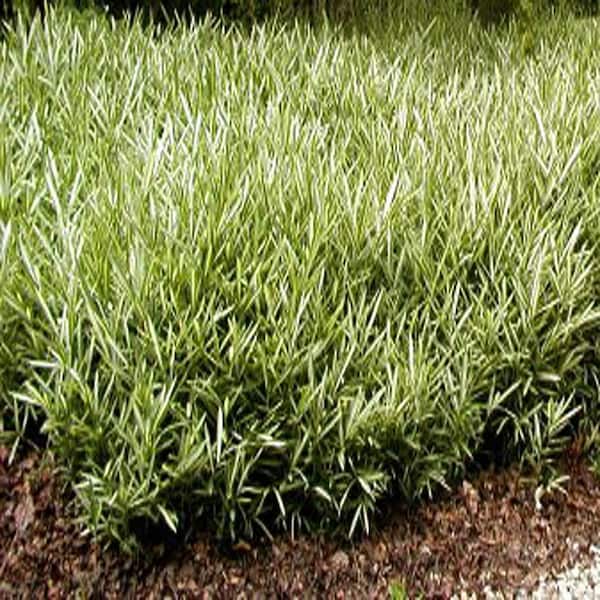 Unbranded 2 gal. Variegated Dwarf Bamboo Plant-DISCONTINUED