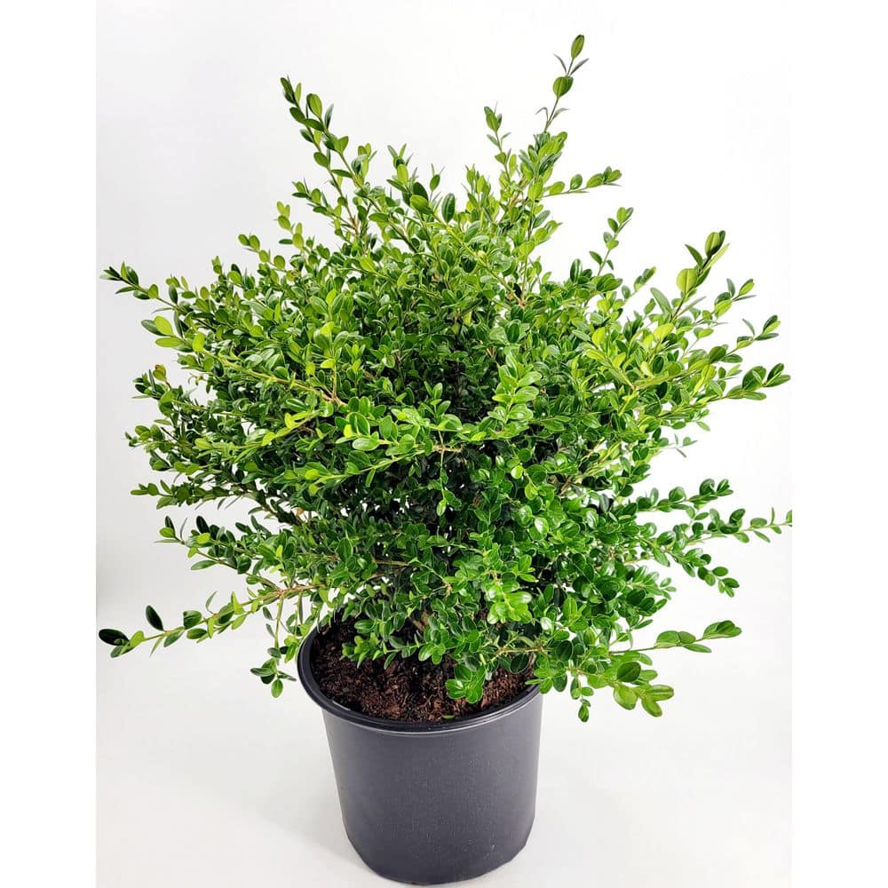 BELL NURSERY 3 Gal. Green Beauty Boxwood (Buxus) Live Evergreen Shrub ...