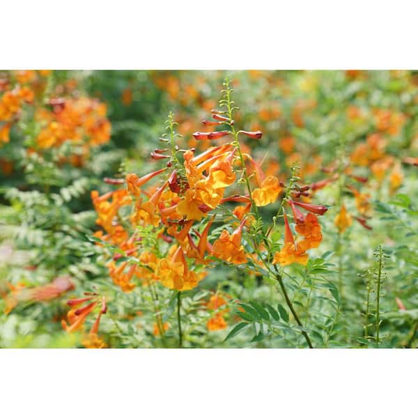 PROVEN WINNERS 4.5 in. Qt. Orange Chicklet Esperanza (Tecoma) Live Shrub, Orange Flowers