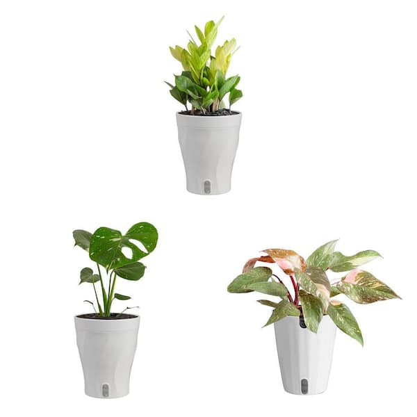 pothos plant fake 16.5in Tall Potted Pothos main image 1