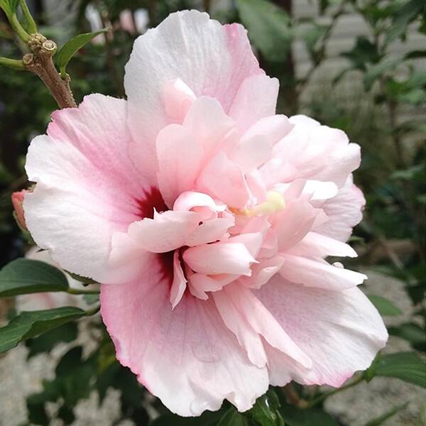 national PLANT NETWORK 2G Hibiscus Strawberry Smoothie in Grower Container (1-Piece)