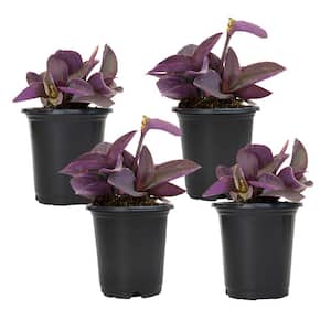 4 in. Setcreasea Purple Queen Tradescantia Pallida Plant (4-Pack)