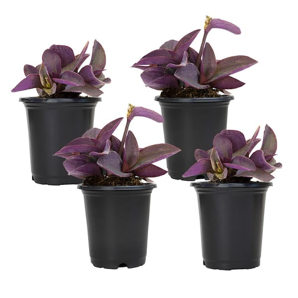ALTMAN PLANTS 4 in. Setcreasea Purple Queen Tradescantia Pallida Plant (4-Pack)
