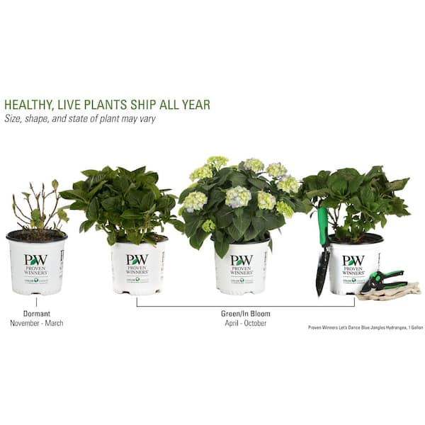 PROVEN WINNERS - 1 Gal. Let's Dance Blue Jangles Reblooming Hydrangea (Macrophylla) Live Shrub, Blue or Pink Flowers