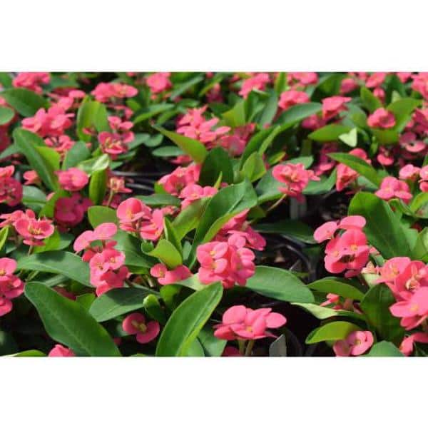Vigoro 2.5 Qt. Crown of Thorns Plant Pink Flowers in 6.33 In
