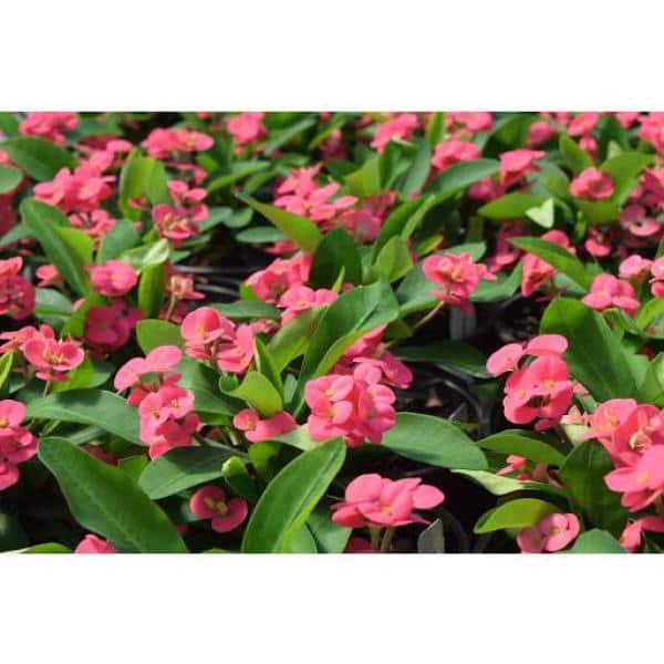2.5 Qt. Crown of Thorns Plant Pink Flowers in 6.33 In. Grower's Pot (2-Plants)