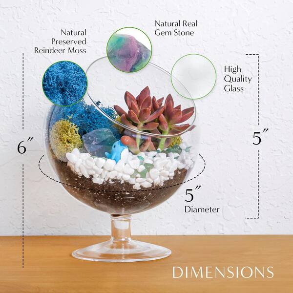 6 in. Chalice Glass Terrarium Kit with Live Succulent, Reindeer Moss, Crystals, Rocks, Tools and Figurine