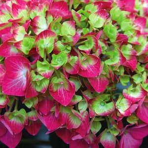4 in. Lime Lovebird Hydrangea Shrub with Green-Pink-Blue Flowers (4-Piece)