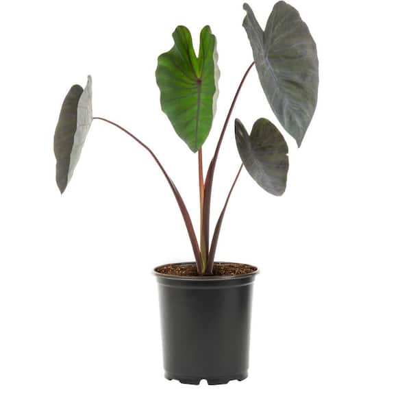 METROLINA GREENHOUSES 4 in. Alocasia Perennial Plant in Ceramic Pot