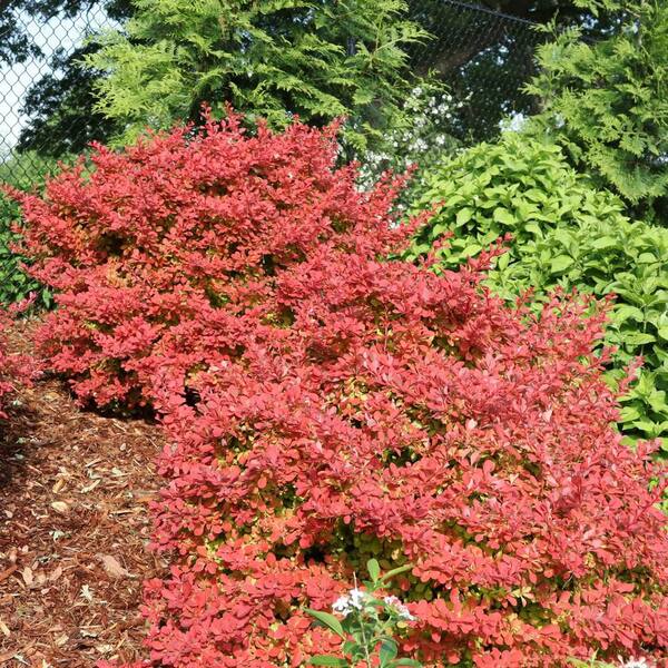 Dupuy Berberian 「Nectars」 Amazon.com: Toxtricity ex 100/182 - Paradox Rift - Double