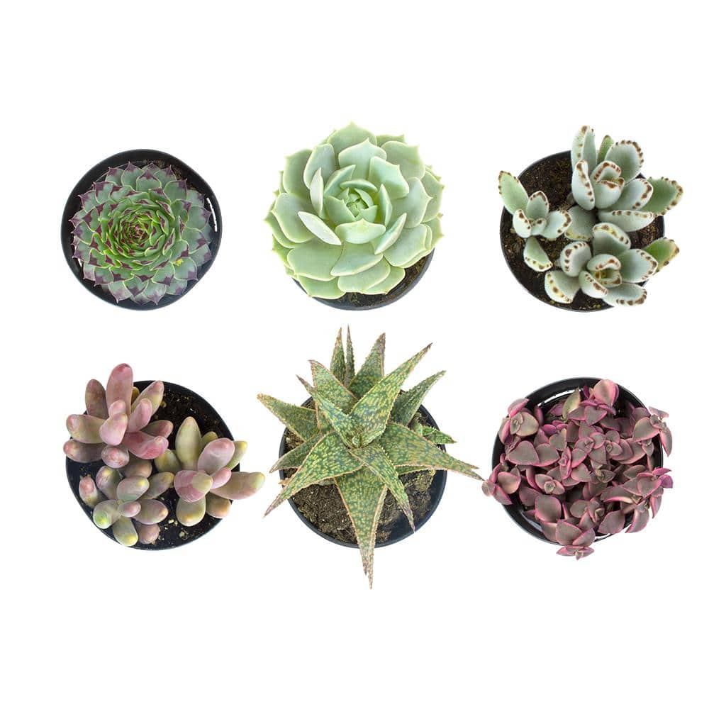 Multicolor Assorted Succulent Variety Pack in Plastic Pots
