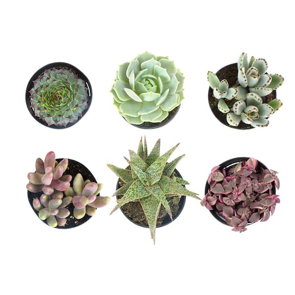 Element by Altman Plants Succulent Plants 6-Pack - Live Succulents Plants - Full Sun - 3.5-Inch Pots