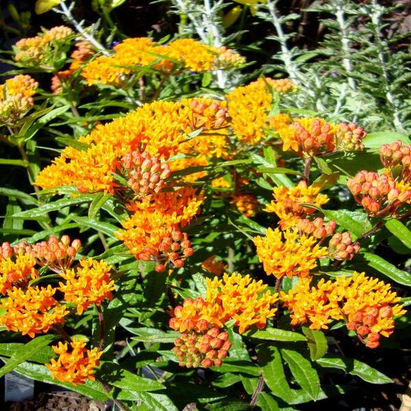 OnlinePlantCenter 1 gal. Butterfly Weed Plant