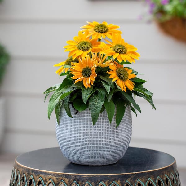 2 Qt. Echinacea Coneflower Artisan Yellow Ombre Perennial Plant (3-Pack)
