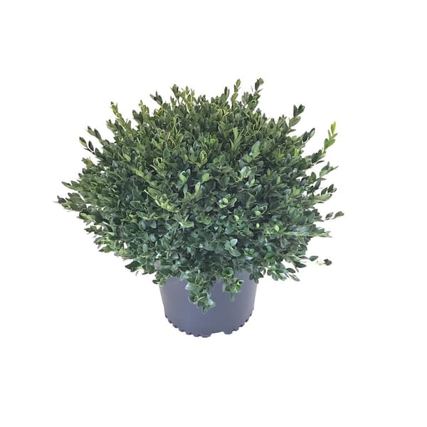 Unbranded 3 Gal. Boxwood (Buxus) Green Velvet Shrub