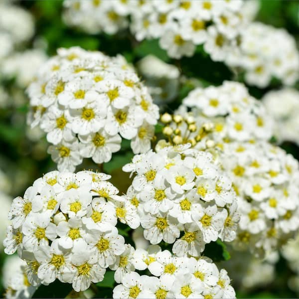 national PLANT NETWORK 2.25 Gal. Spirea Reeves Flowering Shrub