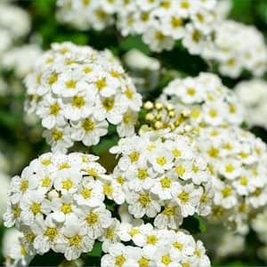 2.25 Gal. Spirea Reeves Flowering Shrub with White Blooms