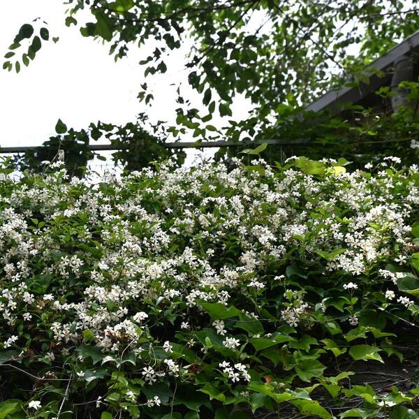 national PLANT NETWORK 4 in. Asiatic Jasmine Plant (32-Pack