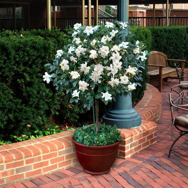 Reviews for national PLANT NETWORK 3 gal. Gardenia Aimee Tree | Pg