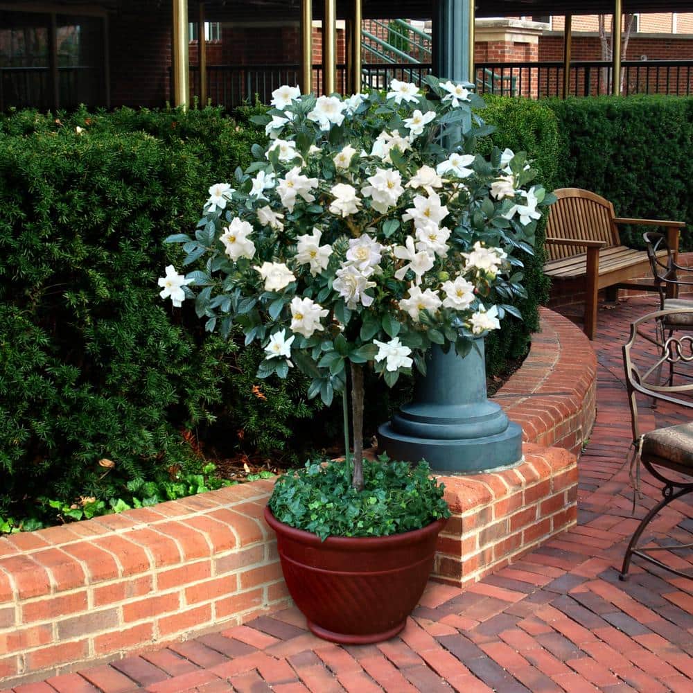 3 Gallon White Gardenia Aimee Evergreen Shrub