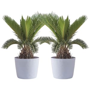 Sago Palm Indoor Plant in 6 in. White Ribbed Plastic Decor Planter, Avg. Shipping Height 1-2 ft. Tall (2-Pack)