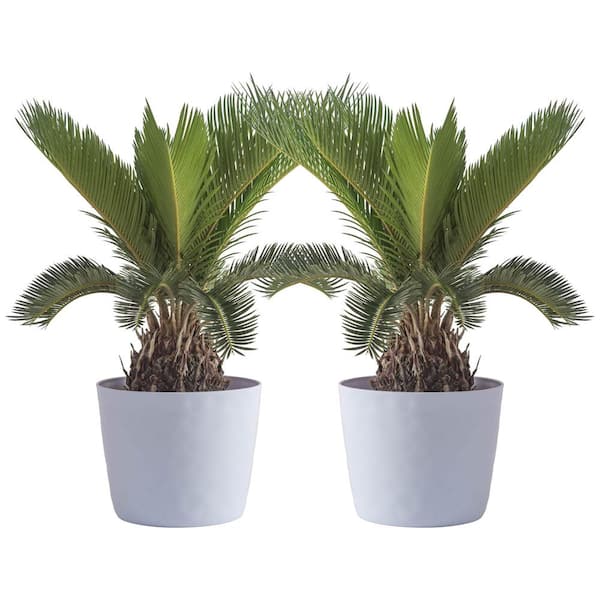 Vigoro Sago Palm Indoor Plant in 6 in. White Ribbed Plastic Decor Planter, Avg. Shipping Height 1-2 ft. Tall (2-Pack)