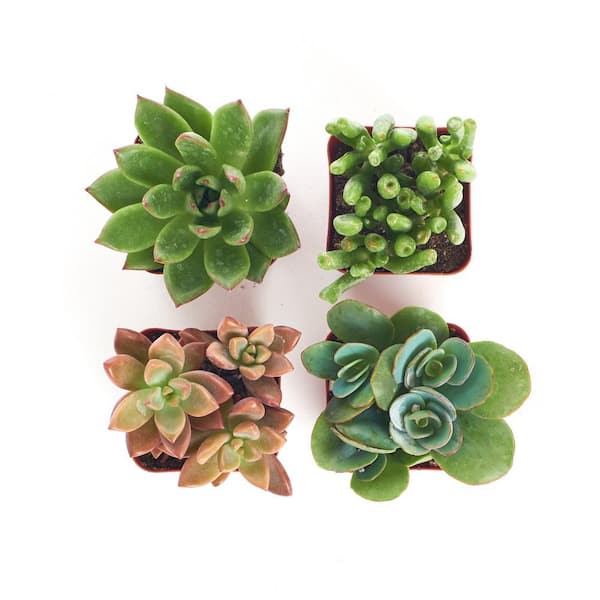 2 in. Assorted Succulent (Collection of 4)
