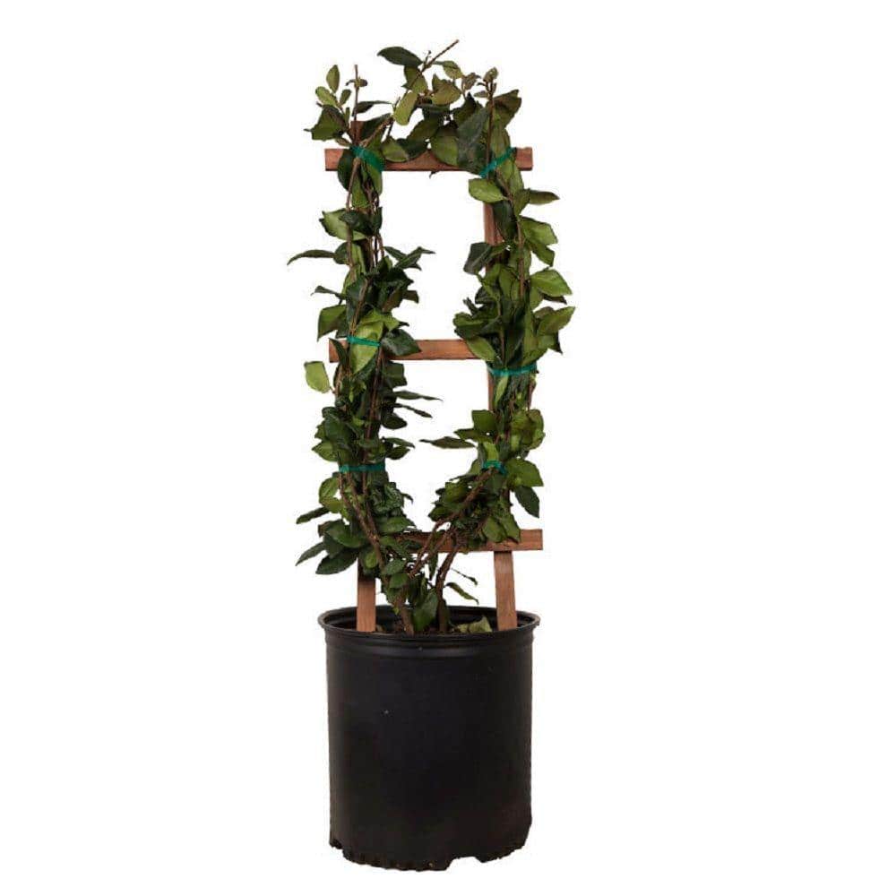 FLOWERWOOD 2.5 gal. Confederate Jasmine (Star Jasmine) Live Vine