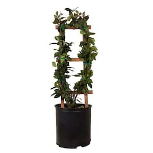 2.5 gal. Confederate Jasmine (Star Jasmine) Live Vine Plant with White Fragrant Blooms