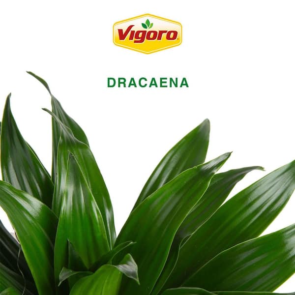 Vigoro Grower's Choice Dracaena Indoor Plant in 6 in. White Decor Planter, Avg. Shipping Height 1-2 ft.