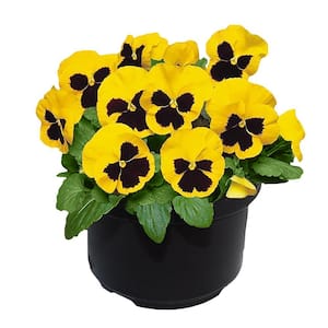 8 in. Pansy Annual Plant with Yellow and Black Blooms