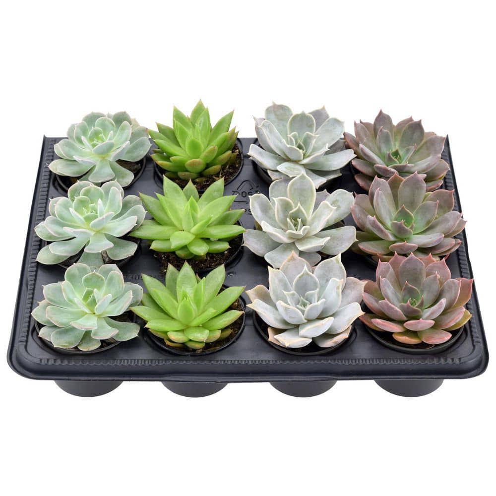 Assorted Echeveria Succulents in Black Pots, 12-Pack