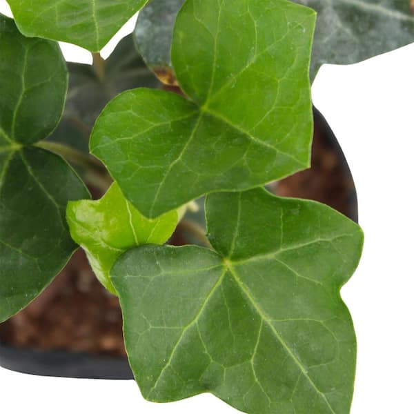 Vigoro 1 Qt. Pot Hedera English Ivy Plant in Grower 1004920178