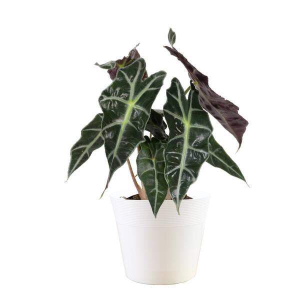 Vigoro 6 in. Alocasia Elephant Ear Plant in White Décor Plastic Pot1
