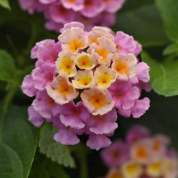 national PLANT NETWORK 2.5 in. Lantana Bloomify Pink Plant in Grower Container (3-Piece)
