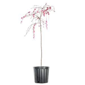 4-5 ft. Tall Pink Cascade Weeping Peach Tree in Grower's Pot, Incredible Early Spring Blooms