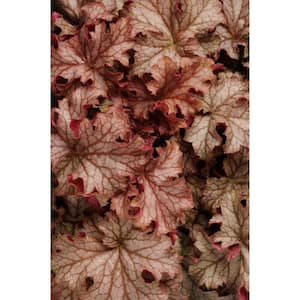 1 gal. Assorted Color Coral Bell Heuchera Perennial Plant