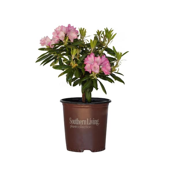 SOUTHERN LIVING 2 Gal. Brandi Southgate Rhododendron, Live Evergreen Shrub, Pink Ruffled Blooms