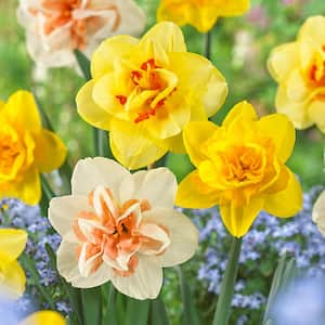 12/14 cm Daffodil Double Mixed Flower Bulbs (Bag of 50)