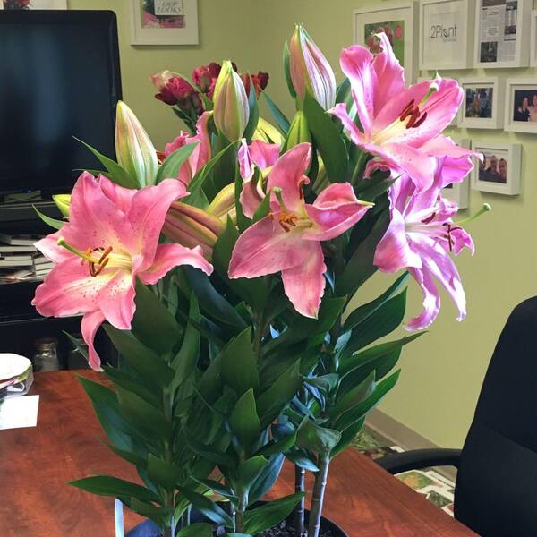 national PLANT NETWORK Bare Root LA Hybrid Lily Looks
