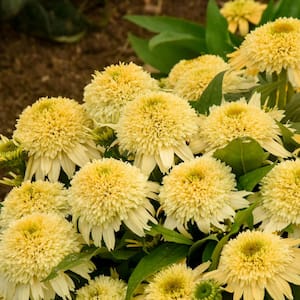 1 Gal. Double Coded Butter Pecan Yellow Flowers, (Coneflower) Live Perennial Plant (1-Pack)
