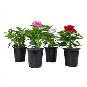 4 in. Vinca Perennial Plant Assorted Colors (4-Pack)
