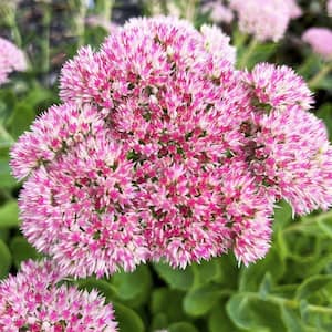 Autumn Joy Pink Flowering Sedum Dormant Bare Root Perennial Starter Plant Root (1-Pack)